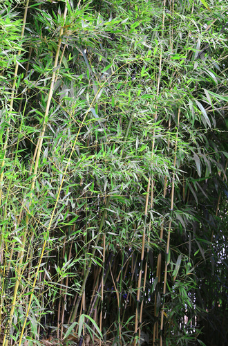 large bamboo stalks with leaves