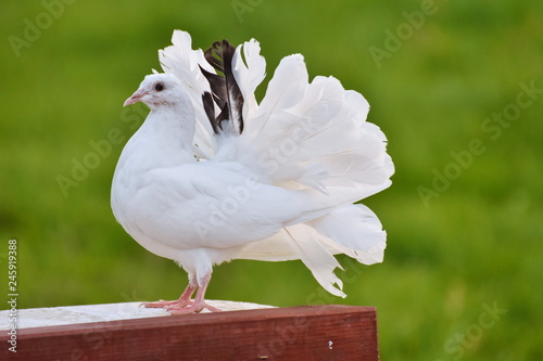 Foto white race pigeons,dove in grass
