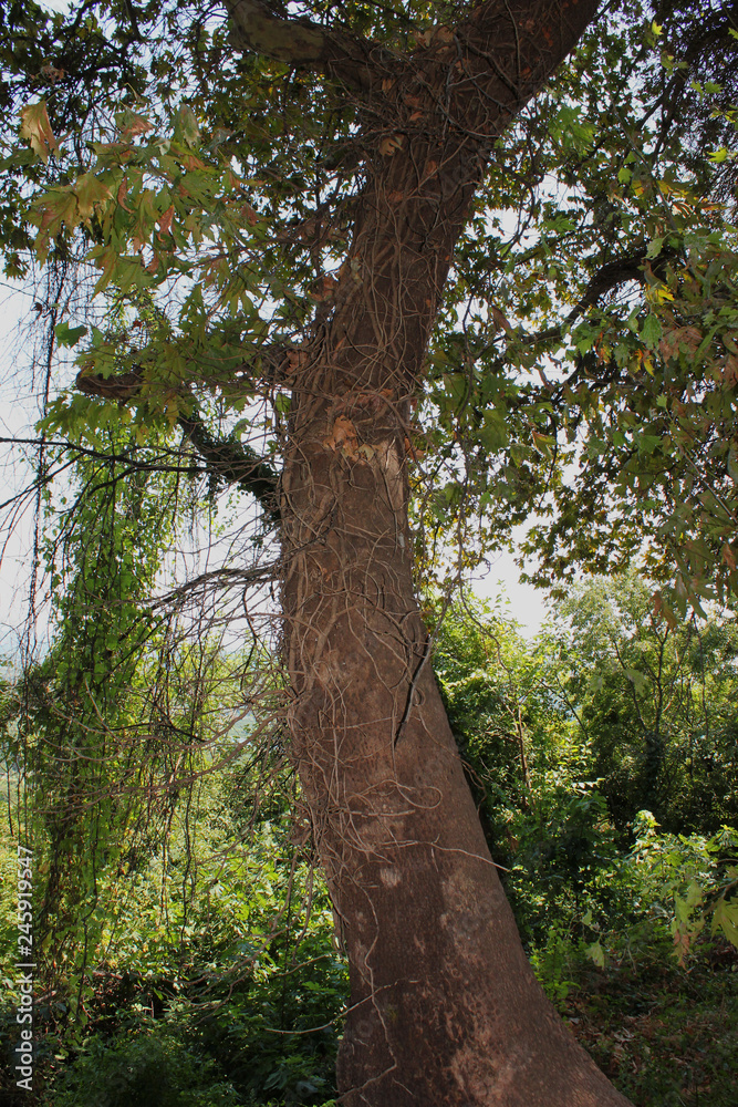 Naklejka premium Dense Forest next to the Pozar Thermal Baths Aridaia Greece