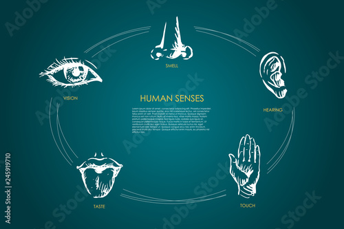 Human senses - vision, taste, touch, hearing, smell vector concept set