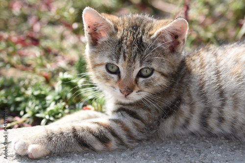 Fototapeta Naklejka Na Ścianę i Meble -  small striped cat