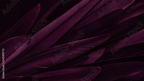 Tableau sur toile Exotic texture feathers background, closeup bird wing