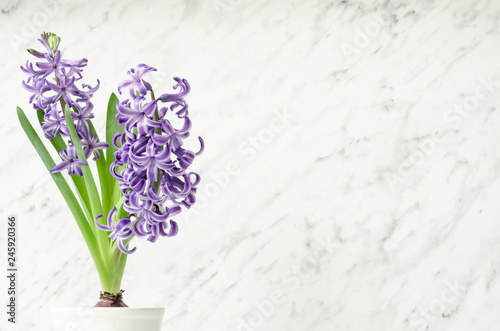 Flowers composition, lilac, violet hyacinths. Spring flowers in flowerpot on marble background.