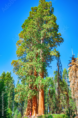 Forest of ancient sequoias in Yosemeti National Park. photo