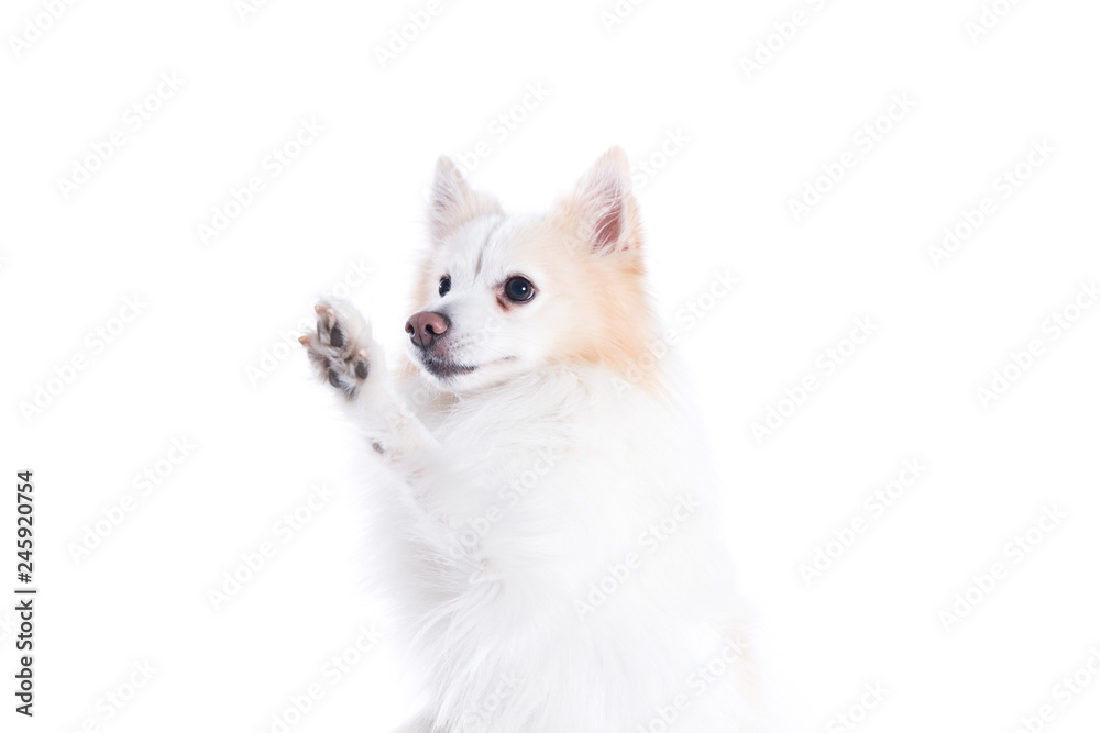 isolated portrait of a german spitz sitting that gives the paw / close up of young dog with white and beige fur and with that gives the paw