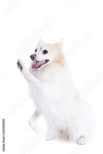 isolated portrait of a german spitz sitting that gives the paw / young dog with white and beige fur and with that gives the paw © erphotographer