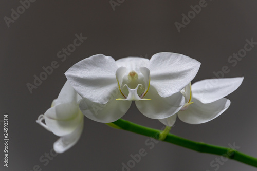 Macro of beautiful white phalaenopsis orchid flower head Phalaenopsis known as the Moth Orchid or Phal on the grey background. Selective soft focus.
