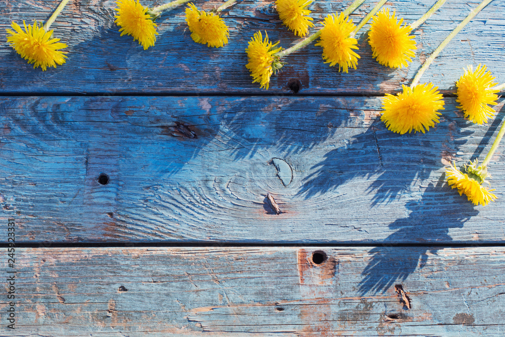 Fototapeta premium dandelions on old wooden background