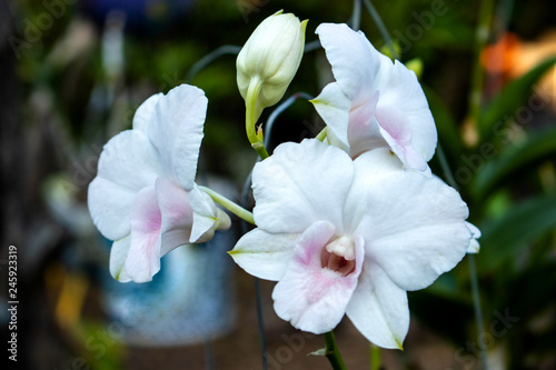 White dendrobium orchids are dendrobium orchids in this genus have roots that creep over the surface of trees or rocks  rarely having their roots in soil.
