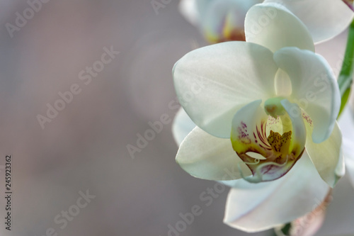 Beautiful white phalaenopsis orchid flower. Phalaenopsis  or Moth Orchid or Phal. Macro of one flower against light on the brown grey bokeh background. Selective focus.