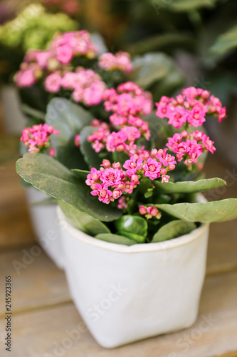 Obraz na plátně Potted pink kalanchoe blossfeldiana plant on the desk.