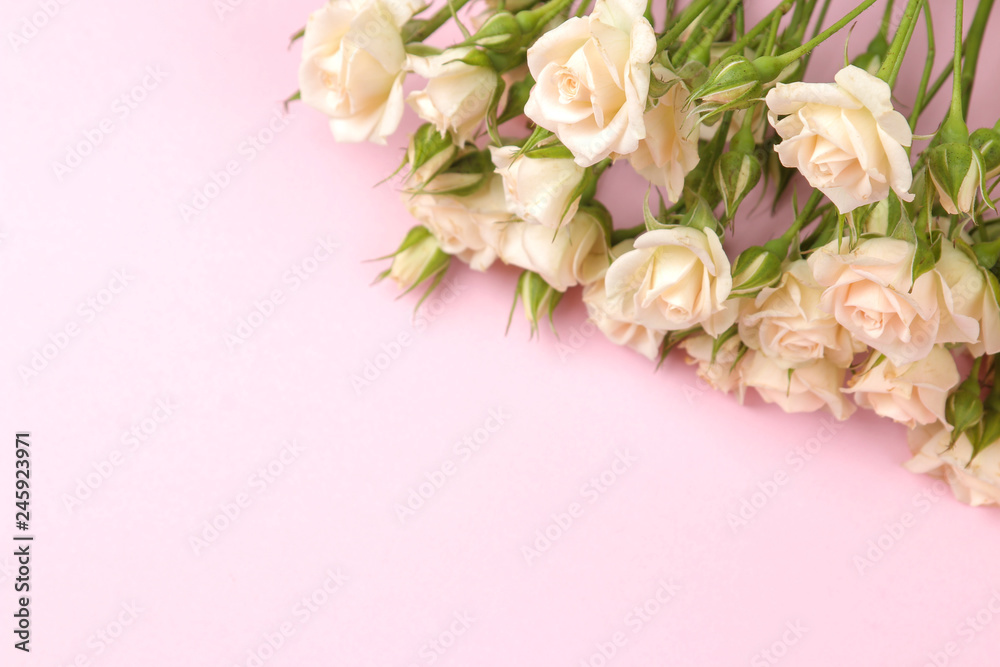 Frame of beige beautiful mini roses on a bright pink background. prazniki. place for text.