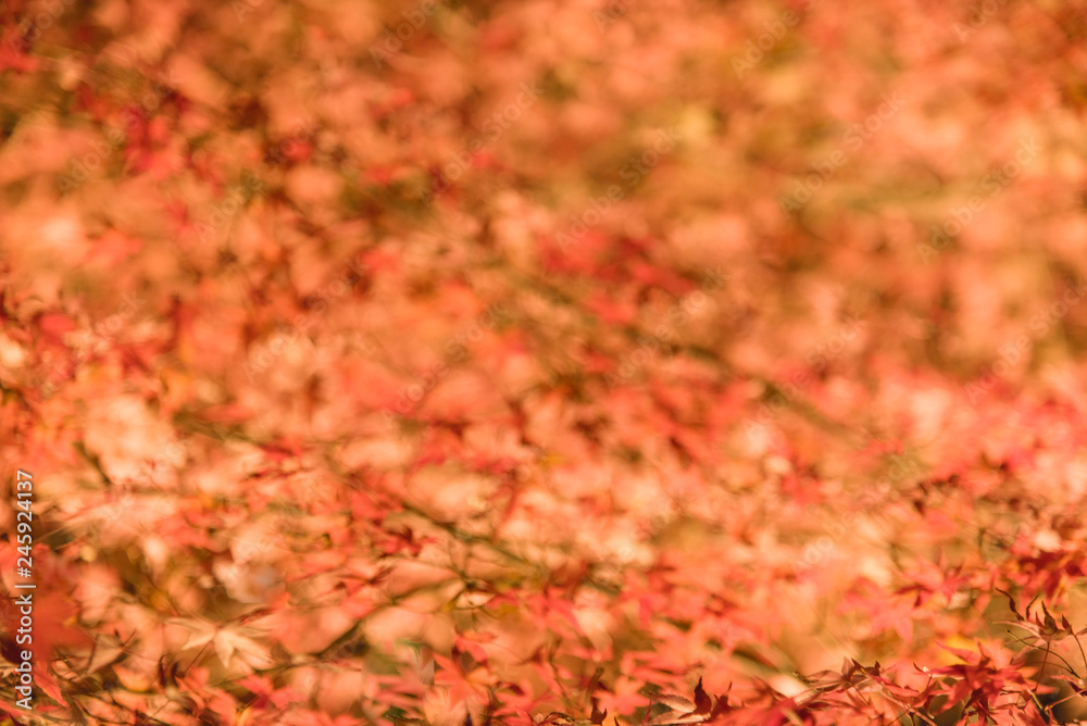 紅葉　背景素材