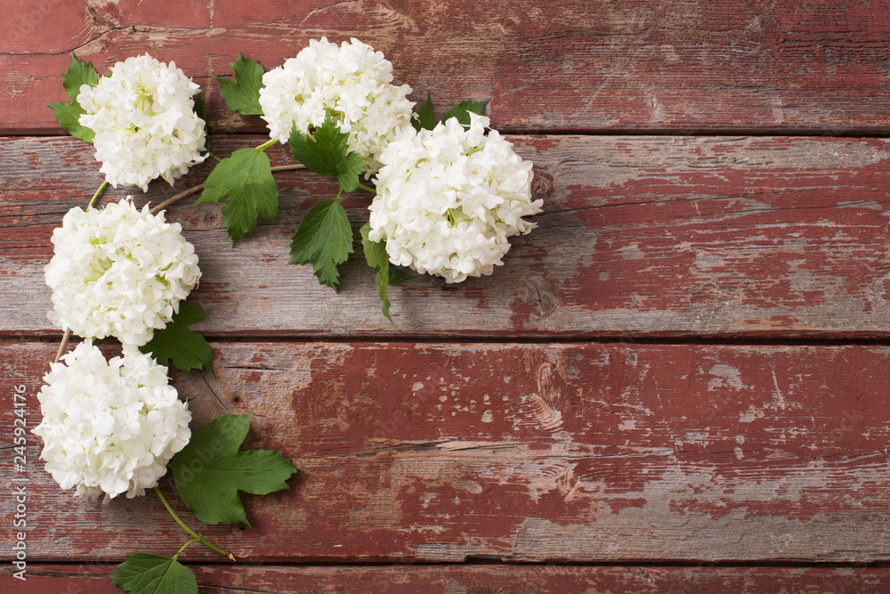 viburnum on old wooden background viburnum on old wooden background