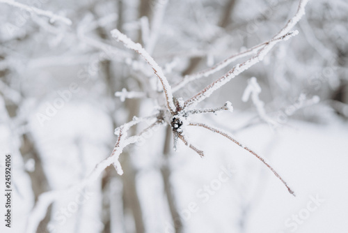 Beautiful winter image - leaves covered with snow. Selective focus © Людмила Таможенко