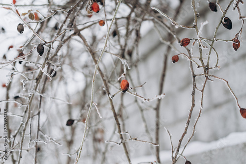 frozen trees with berries. cold weather
