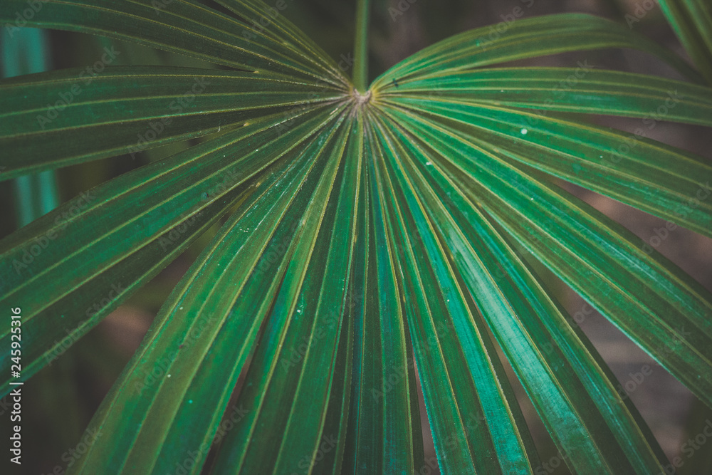 Obraz premium green leaf