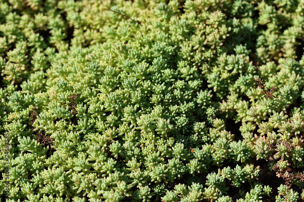 green fir buds green fir buds