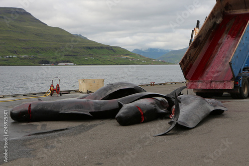 truck unloads dead black dolphins new on the moorage wet pavement