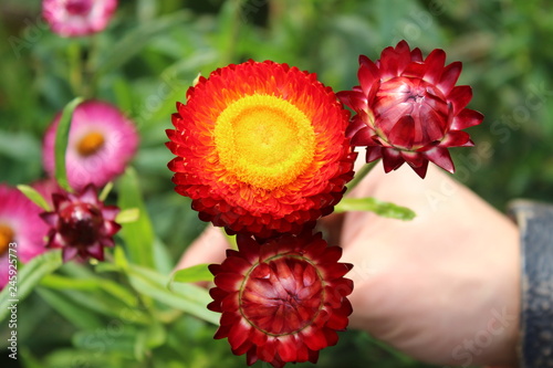 red flower in the garden