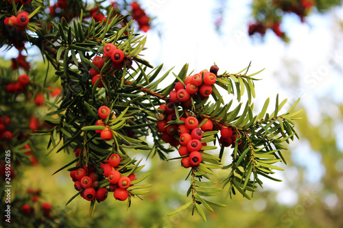 red berries on a branch