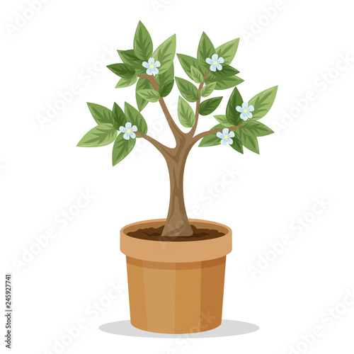 Big tree plant in the pot