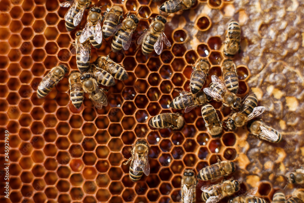 close up honeycomb in wooden frame with bees on it. Apiculture concept close up honeycomb in wooden frame with bees on it. Apiculture concept