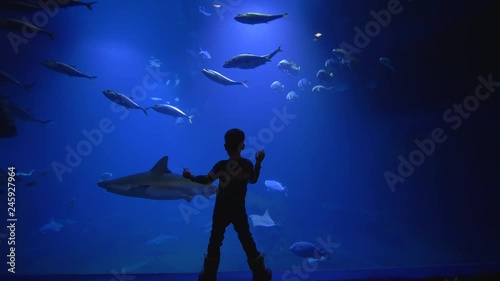 ecsotic fish swim in blue aquarium, little boy admiringly looks at undersea world in zoo photo