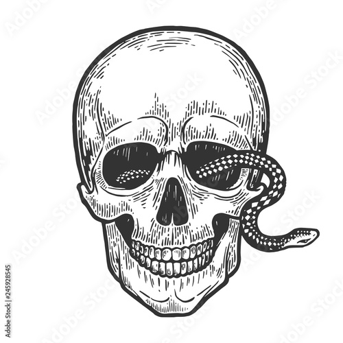 Snake in human skull engraving vector illustration. Scratch board style imitation. Black and white hand drawn image.
