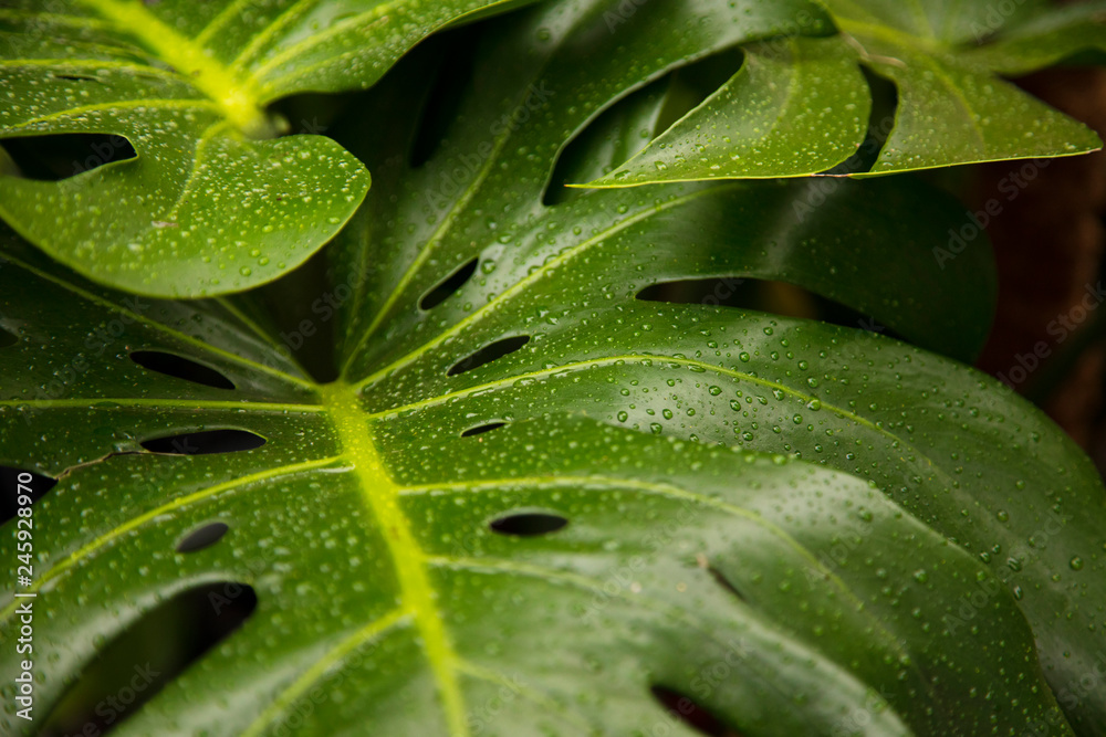 Obraz premium Close up of a tropical Monstera leaf with rain drops