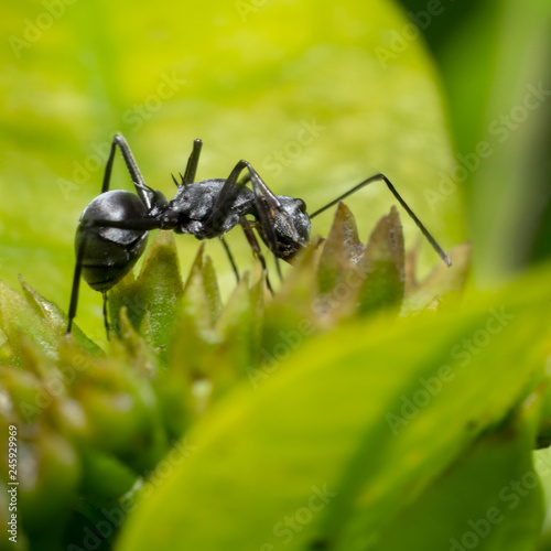 Black Spiky ant crawling/walking on a green leafy plant moving upwards, side view © Saurav