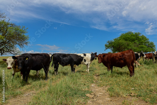 Fototapeta Naklejka Na Ścianę i Meble -  Cows fed with grass, Buenos Aires, Argentina