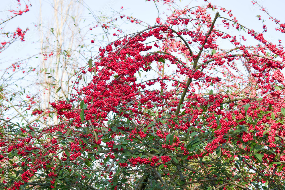 Close up tree with deep red berries. Romantic feeling. Close up tree with deep red berries. Romantic feeling.
