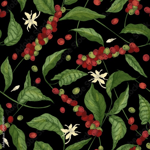 Natural seamless pattern with exotic Coffea or coffee tree branches, leaves, blooming flowers, buds and fruits or berries on black background. Vector illustration for wrapping paper, textile print.