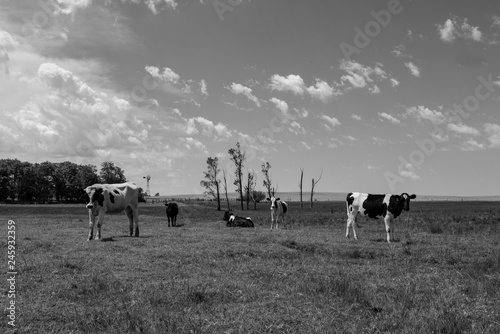 Cows fed with grass, Buenos Aires, Argentina