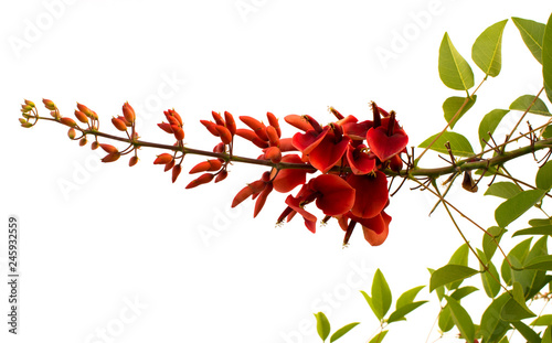 Bright red flowers of Erythrina crista-galli or cockspur coral tree. Isoleted on white background