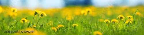 Panel kuchenny z motywem Field with dandelions. Closeup of yellow spring flowers