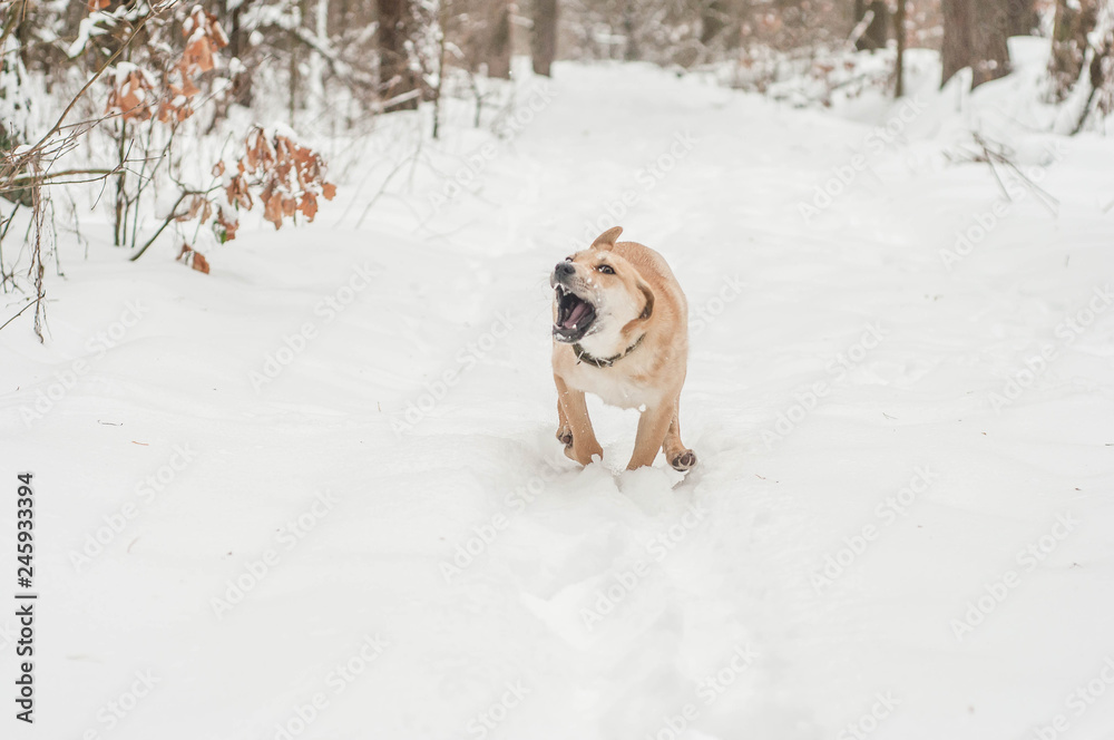 a dog that runs in the winter forest