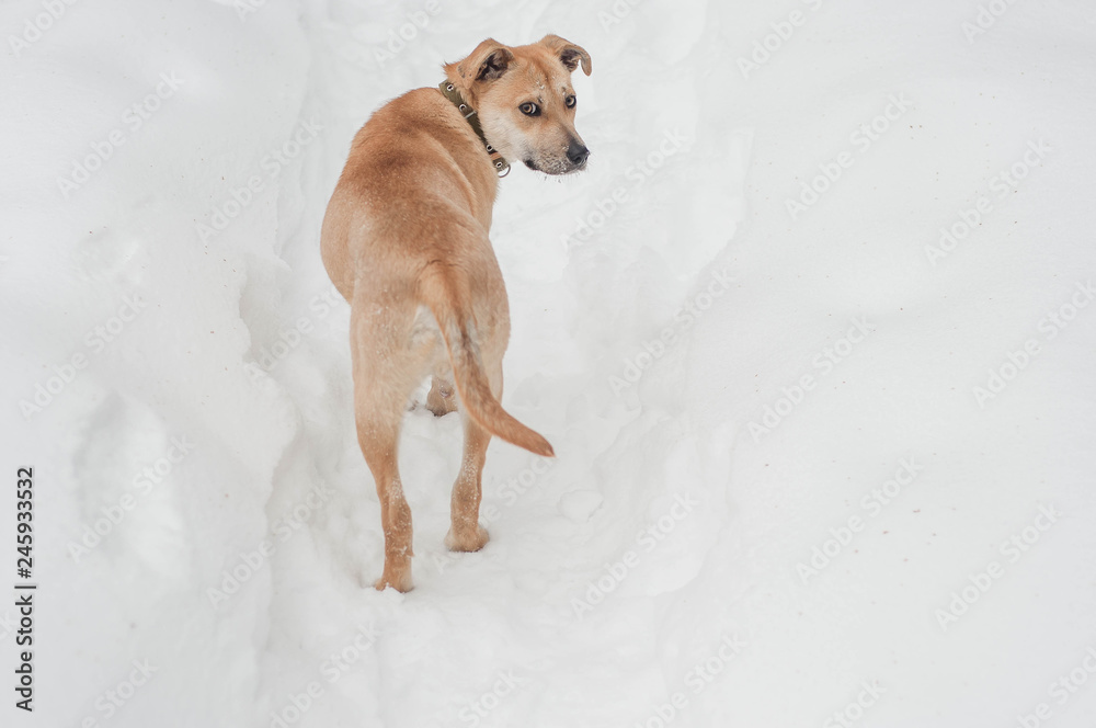 the dog is walking along the winter path the dog is walking along the winter path