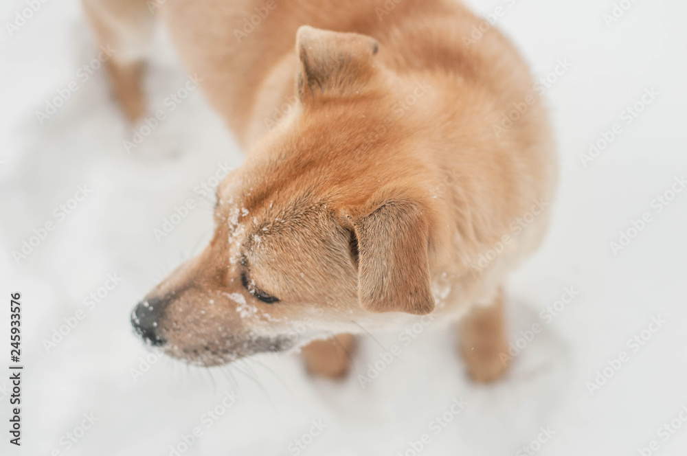 orange puppy froze in winter in the forest orange puppy froze in winter in the forest