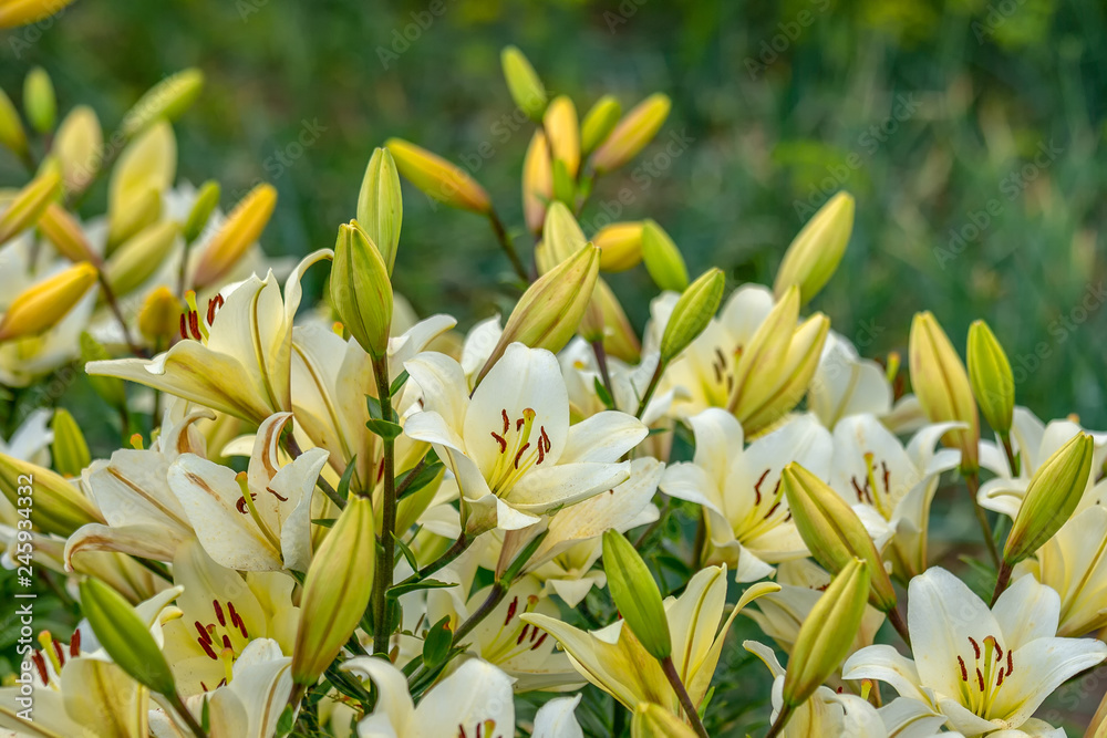 Blooming Lily white and yellow in the garden Blooming Lily white and yellow in the garden