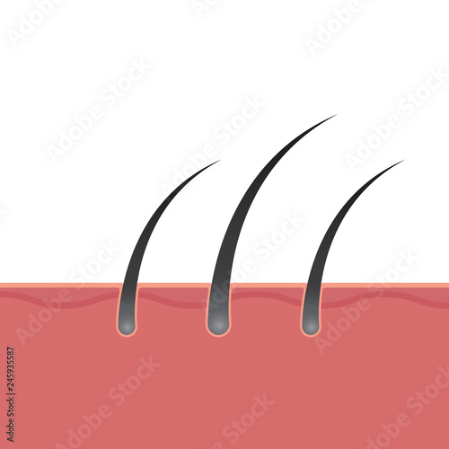 hair root vector illustration