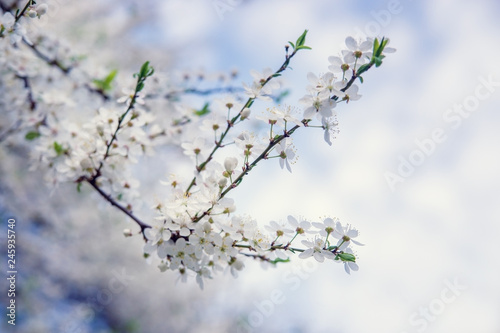 Flowering tree branches in the spring garden.