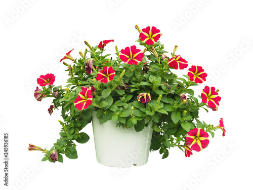 tropical flowers plant bush tree isolated include clipping path on white background