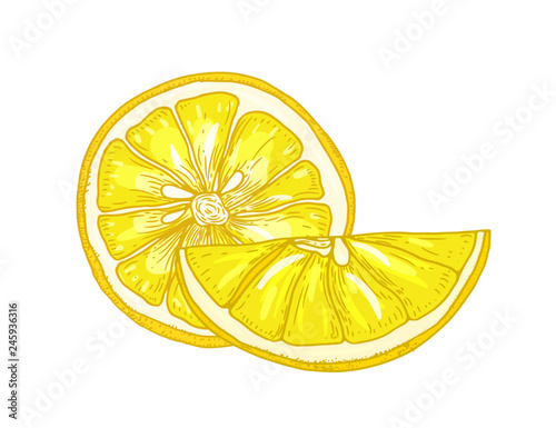 Natural detailed drawing of lemons cut in pieces isolated on white background