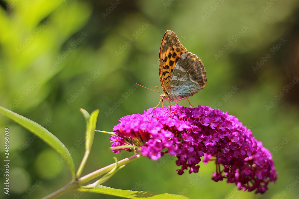 butterfly feeding on Buddleia flower (also known as Butterfly bush, orange eye and summer lilac) butterfly feeding on Buddleia flower (also known as Butterfly bush, orange eye and summer lilac)