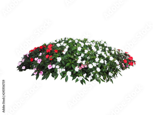 tropical flowers plant bush tree isolated include clipping path on white background