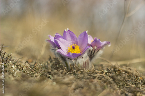 purple pasque flower blooming in the meadow