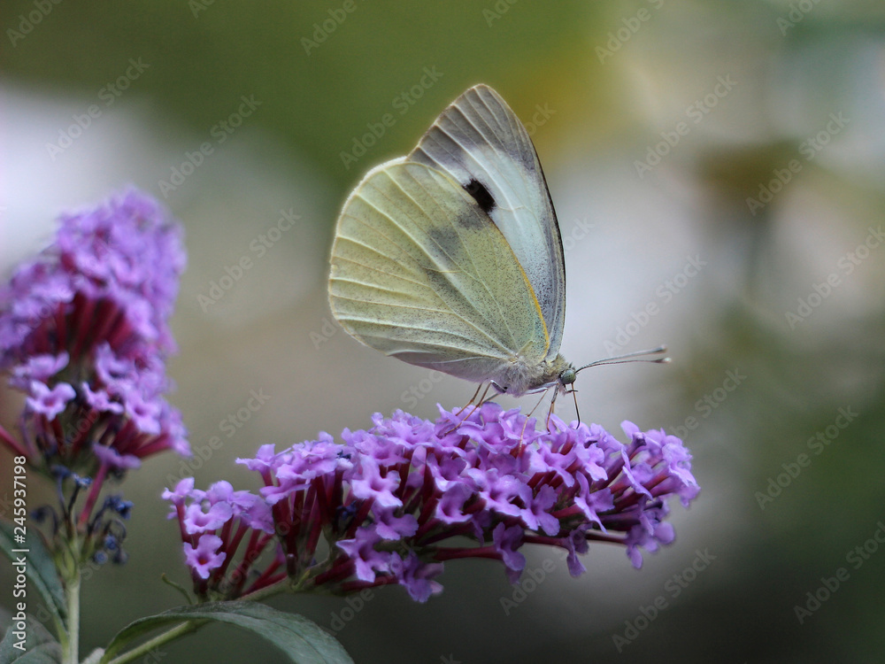butterfly feeding on Buddleia flower (also known as Butterfly bush, orange eye and summer lilac) butterfly feeding on Buddleia flower (also known as Butterfly bush, orange eye and summer lilac)