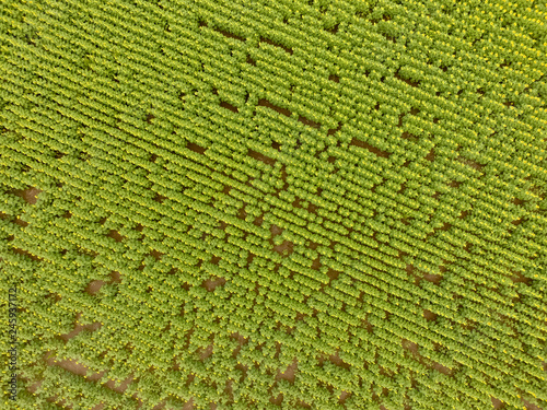 Sunflower cultivation, Aerial view, in pampas region, Argentina